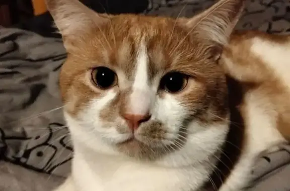 Пропал кот, Люблинская улица, 18Г, Москва - рыже-белый, 2 года - photo