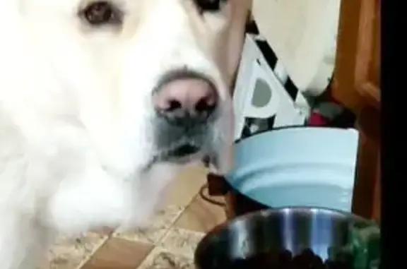 Пропал собака, Каменное Тяжино, Московская область - в наморднике и на поводке - photo