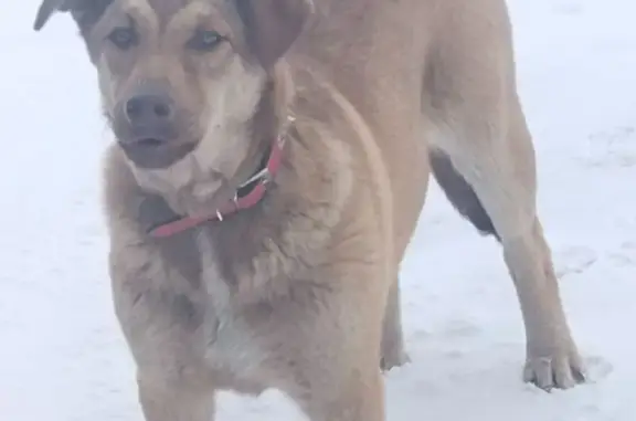 Объявления о пропавших и найденных животных, Канск, фото: Найден собака, «Сибирь», Канск