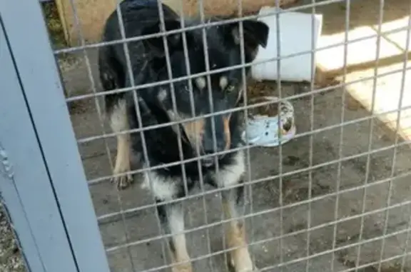 Пропала собака, улица Вознесенского, 49, Ленинск-Кузнецкий - овчарка с зелёным ошейником - photo