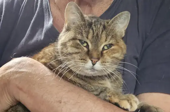 Пропала кошка, улица Кирова, 8, Королёв - трёхцветная, носит серый пластиковый ошейник - photo