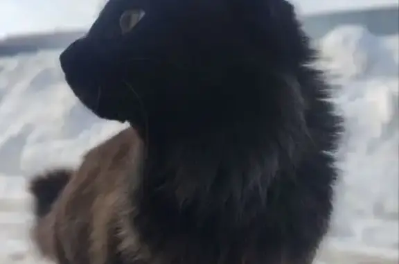 Пропал кот, Солнечная улица, 29, Чердаклы - чёрный окрас, пушистый - photo