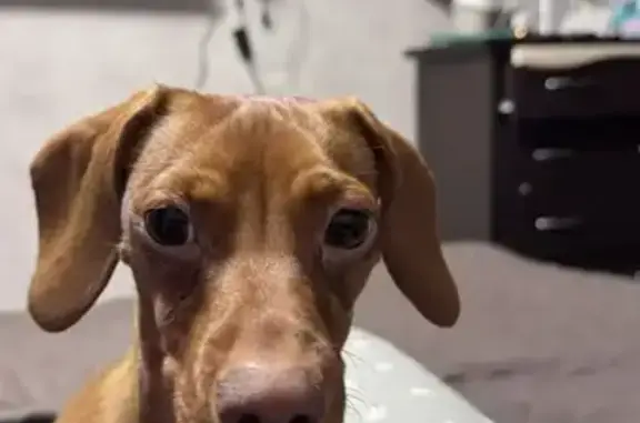 Пропала собака, Ореховая улица, 5, Новокубанск - рыжая миниатюрная такса - photo