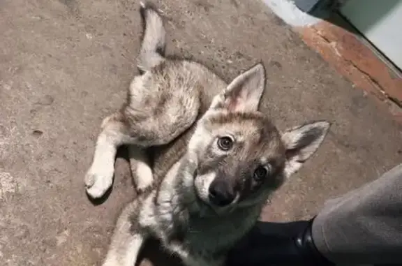 Найдена собака, Комсомольск-на-Амуре, фото: Найдена собака, Вокзальная улица, 72, Комсомольск-на-Амуре - на шее цепочка