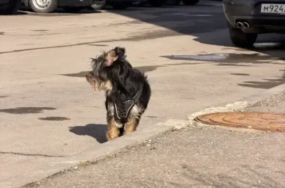 Найдена собака, Вологда, фото: Найден собака, улица Развития, 11, Вологда - черная шлейка с белыми полосами