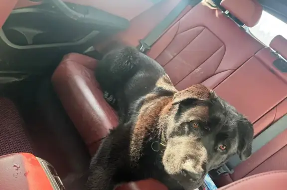 Найдена собака, Поварня, фото: Найден собака, мужской, Октябрьская улица, 68, Поварня - чёрный ретривер с ошейником