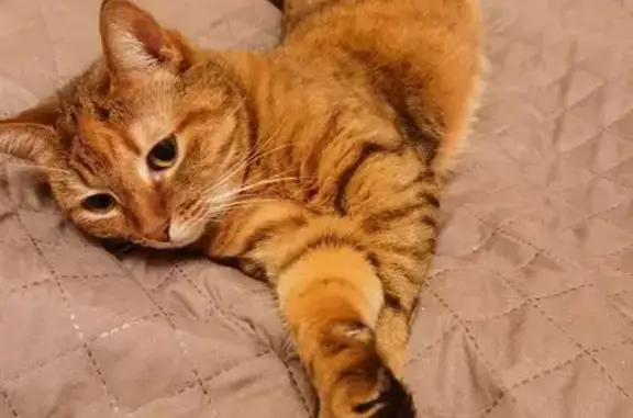 Пропала кошка, проспект Ленина, 123, Тула - рыжая, пугливая - photo