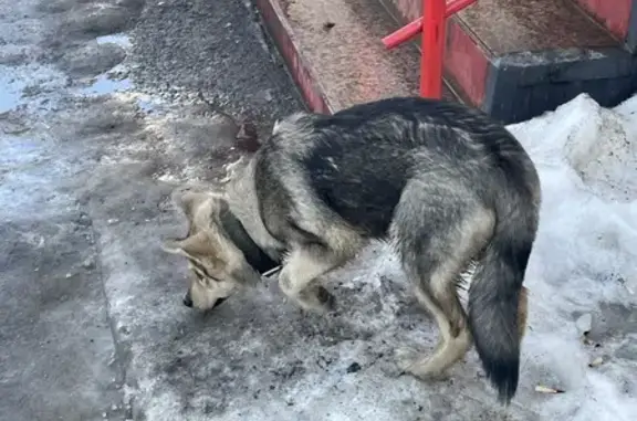 Найдена собака, Челябинск, фото: Найдена собака, улица Первой Пятилетки, Челябинск