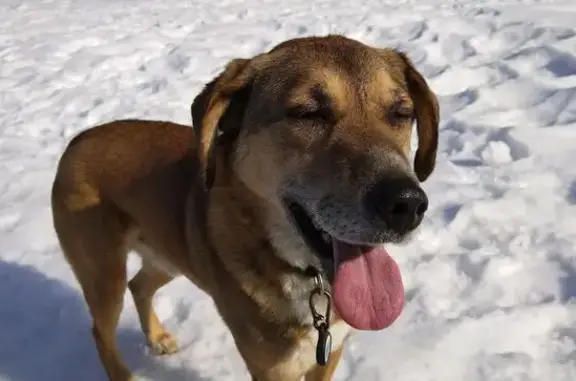 Найдена собака, Первоуральск, фото: Найден собака, улица Вайнера, 91, Первоуральск - рыжий кобель с брелком