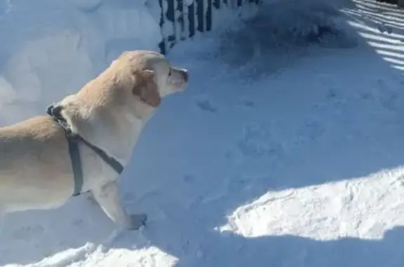 Объявления о пропавших и найденных животных, Барабинск, фото: Найден собака, Коммунальный переулок, Барабинск - палевого окраса, добрый