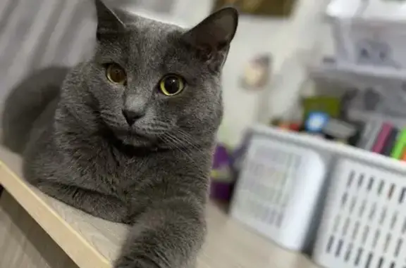 Пропал кот, улица Терешковой, 4А, Красноярск - photo