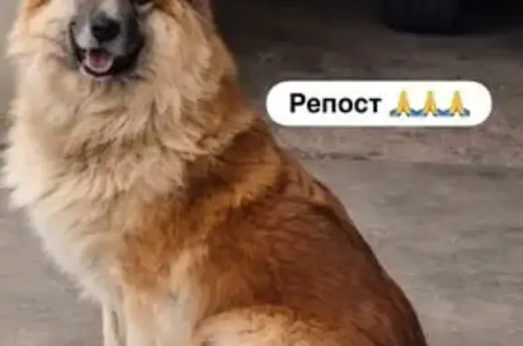 Пропала собака, женский пол, улица Кирова, 213, Краснодар - photo