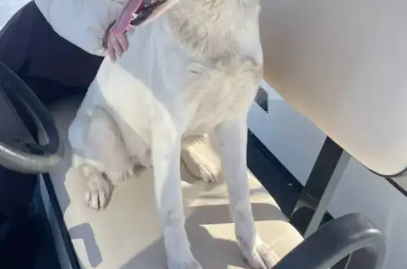 Найдена собака, Головино, фото: Найдена собака, Голомино, Владимирская область - молодая девочка, знает команды