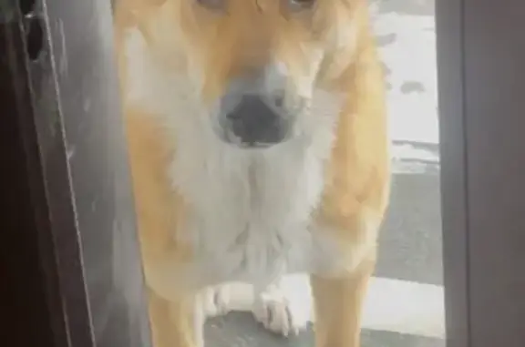 Пропала собака, женский пол, Береговая улица, 4/2, Булгаково - трёхцветка с чипом - photo