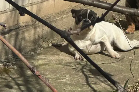 Собаки потеряшки, Светлоград, фото: Потеряшка собака, Сиреневая улица, Светлоград - французский бульдог, черно-белого цвета