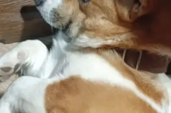 Пропал собака, Богородский городской округ - рыжий корги - photo