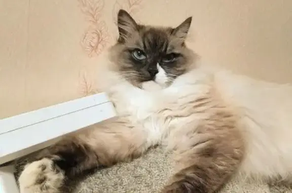 Пропал кот, 1-й Фестивальный проезд, 3, Пенза - сиамская порода, зовут Симба - photo