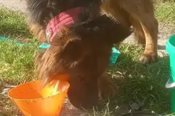 Найдена собака, Краснодар, фото: Найден собака, Краснодар, Краснодарский край