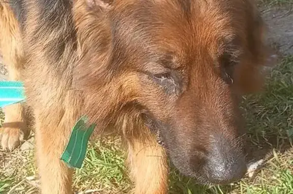 Найдена собака, Краснодар, фото: Найден собака, улица Евгении Жигуленко, Краснодар - овчарка с красным ошейником