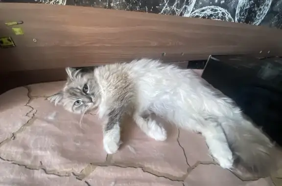 Пропала кошка, улица Луначарского, 1, Карталы - пушистая с голубыми глазами - photo