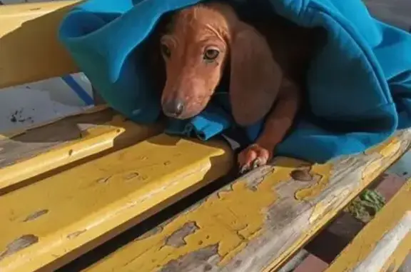 Найдена собака, Тула, фото: Найден щенок таксы, улица Максима Горького, 2, Тула