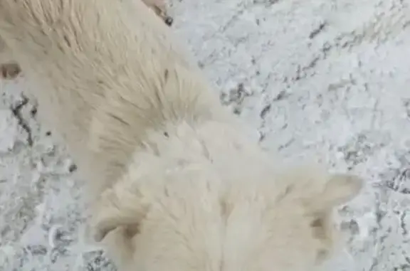 Пропала собака, девочка, станция 