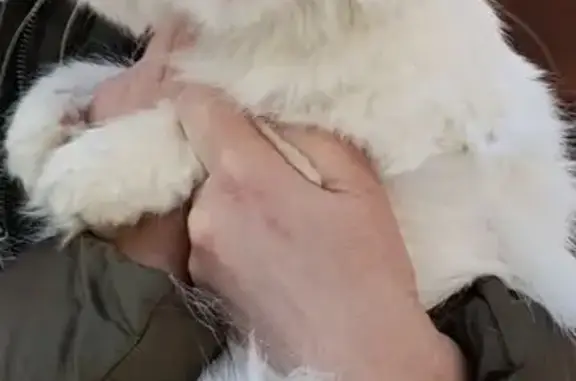 Найдена кошка, Нижний Новгород, фото: Найдена кошка, улица Лескова, 31, Нижний Новгород - белая вислоухая с жёлтыми глазами