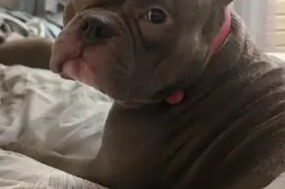 Пропала собака, 6-я линия, 23, Мгинское городское поселение - американский булли - photo