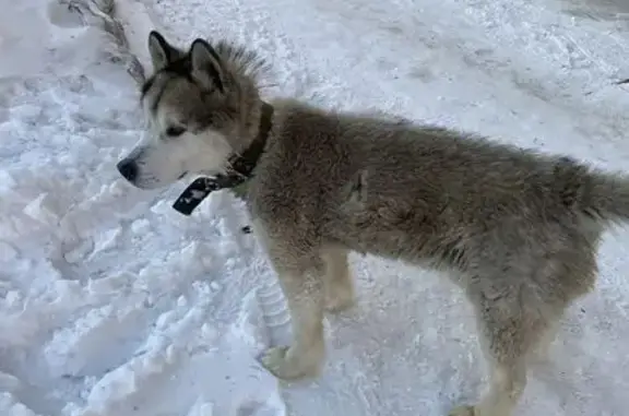 Найдена собака, Новосибирск, фото: Найдена собака, улица Чапаева, Новосибирск - хаски с ошейником
