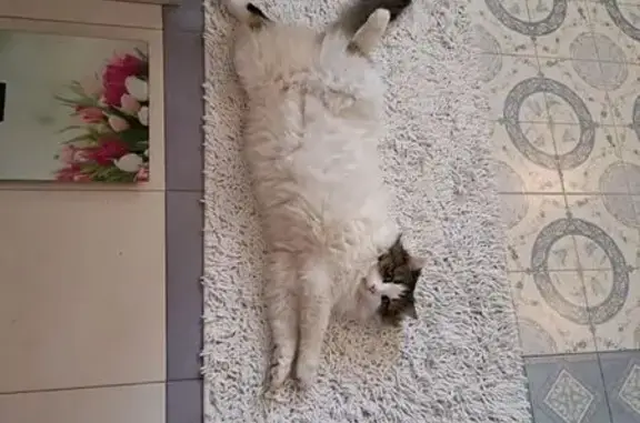 Кошки потеряшки, Краснодар, фото: Потеряшка кот, Куренная улица, 37/2, Краснодар - розовый носик и пушистый хвост