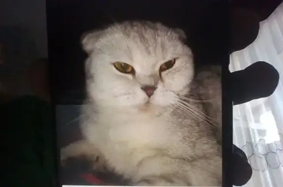 Пропала кошка, проспект Ленина, 14, Тула - серо-белая, зелёные глаза - photo