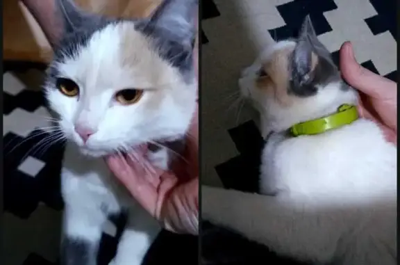 Найдена кошка, Кирпичного завода № 1, фото: Найдена кошка, улица 40 лет ВЛКСМ, посёлок Кирпичного завода № 1 - трёхцветная в ошейнике