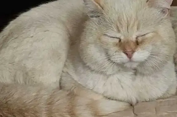 Пропал кот, переулок Энергетиков, 10, Родина - белый с персиковым переливом - photo