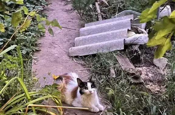 Пропал кот, Латошинская улица, Волгоград - белый длинношерстный сиамский - photo