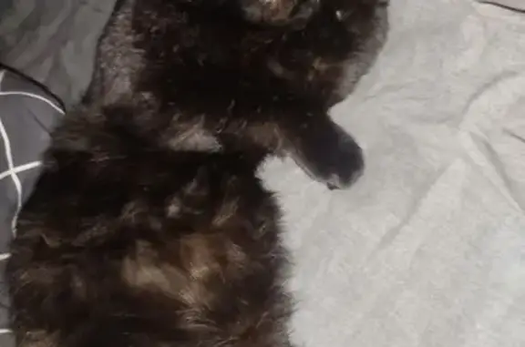 Пропал кошка, улица Челюскинцев, Курган - чёрный, правое ухо подморожено - photo