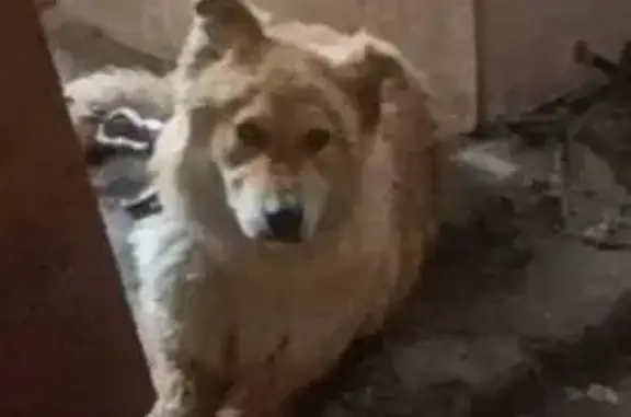 Пропала собака, Лесная улица, 20, Зональный - рыжий окрас, активное поведение - photo