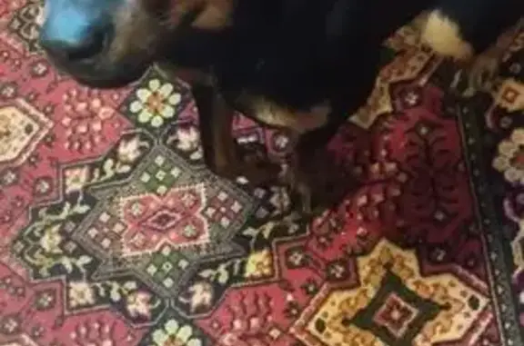 Найдена собака, Пермь, фото: Найдена собака, девочка, улица Милиционера Власова, 8, Пермь - немецкий пинчер, игривая и ласковая