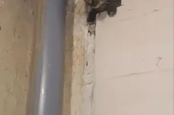 Найдена кошка, улица Чайковско...