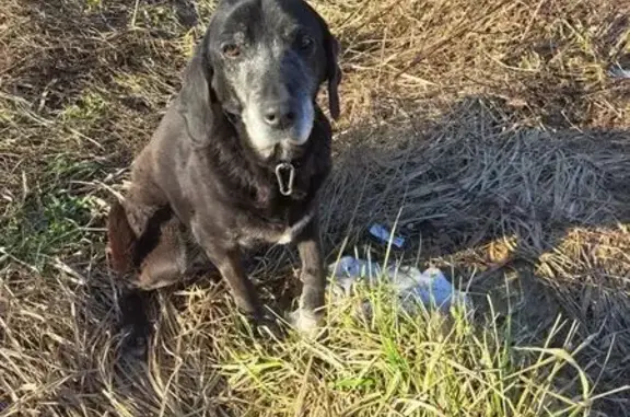 Найдена собака, Ермолинское, фото: Найден собака, Молодёжная улица, 42, Ермолинское сельское поселение - старенький и очень спокойный