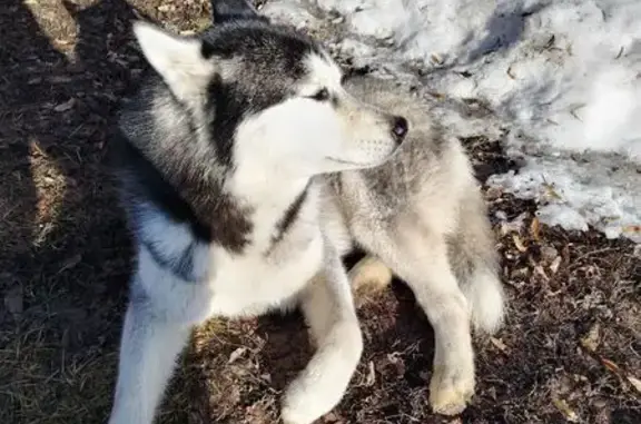 Найдена собака, Крапивенское, фото: Найдена собака, Крапивенское сельское поселение, Тульская область - очень добрая и ласковая