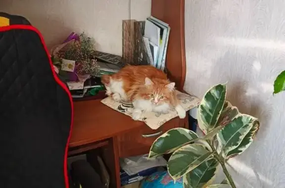 Пропал кот, Арония 5, 378, Ставрополь - рыжий с белым животиком - photo