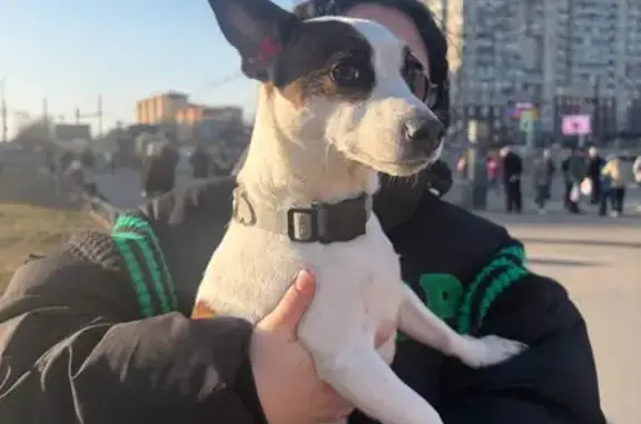 Найдена собака, Санкт-Петербург, фото: Найдена собака, женский пол, Приморский проспект, Санкт-Петербург