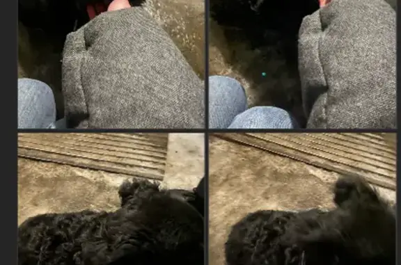 Найдена собака, Иркутск, фото: Найдена собака, улица Игошина, Иркутск - черная с белыми полосками