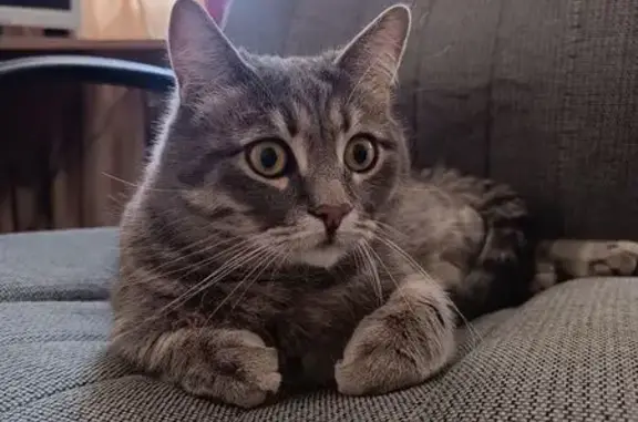 Найден кот, Федеративный просп...