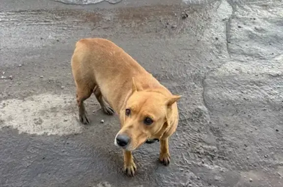 Найдена собака, Солнечногорск, фото: Найдена собака без хвоста, 142Г, Московская область, Солнечногорск