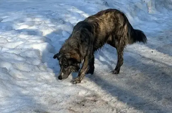 Найдена собака, Одинцово, фото: Найден собака, улица Булата Окуджавы, район Внуково, Одинцово - широкий ошейник
