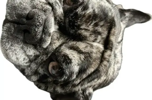 Пропала собака, женский пол, Полевая улица, 42, Богданович - photo