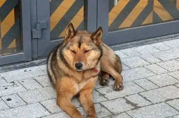 Найдена собака, Йошкар-Ола, фото: Найдена собака с красным ошейником, Красноармейская улица, 52, Йошкар-Ола