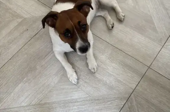 Найдена собака, Москва, фото: Найдена собака, Нежинская улица, Москва - Джек Рассел белый с рыжим