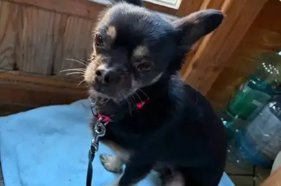 Найдена собака, Колтушское, фото: Найдена собака, женский пол, Колтушское городское поселение, Ленинградская область - розовый ошейник фирмы Nite)Ize